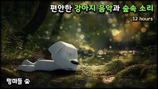 #멍마들  편안한 강아지 음악과 숲속 소리 | 반려견 스트레스와 분리불안 해소 (12시간) - Relaxing dog music and forest sounds