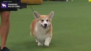 Pembroke Welsh Corgi | Breed Judging 2020