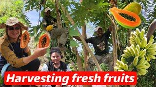 HARVESTING FRESH PAPAYA & BANANA