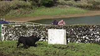 JAF - Best Dangerous Bulls For 2024 - Terceira Island - Azores