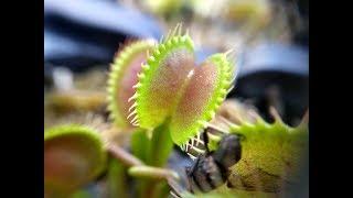 Plantas carnívoras comendo