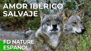 Amor Ibérico Salvaje | Free Documentary Nature - Español