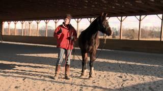 How to Teach a Horse to Lead Safely and Respectfully, Part I