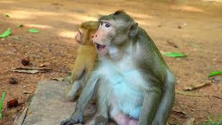 Love Baby Monkey Very Much! Love Monkey Primate