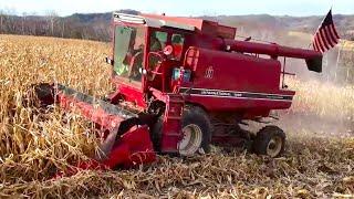 Harvesting My First Corn Crop! Combining Corn With A 1460 International! (2024 Harvest)