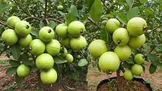 Grow Your Guava Trees FASTER Today!