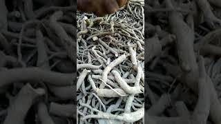 sarpogandha root. mob 7501581728