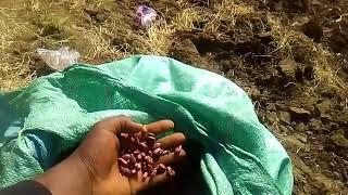 Beans Farming