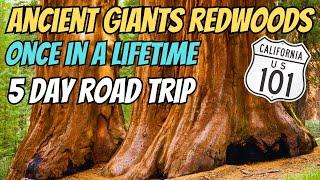 EPIC 5-Day Giant Redwood Adventure: From Clear Lake to Oregon