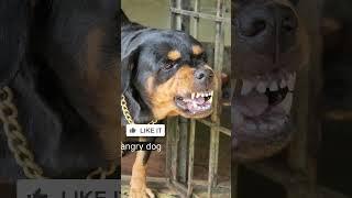 angry dog barking sound #viral #rottweiler #dogbarkingsound #shorts