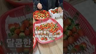 논산딸기 맛있네요/추억여행/설향/선재작은농장tv