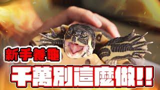 養龜禁忌，應該注意的6件事Turtle Care : Avoid These MISTAKES