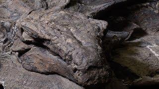 World's best-preserved armoured dinosaur fossil now on display