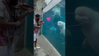 Beluga Whale Enjoys As Man Plays Violin For Them At the Aquarium