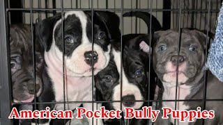 American Pocket Bully Puppies in Tractor Supply