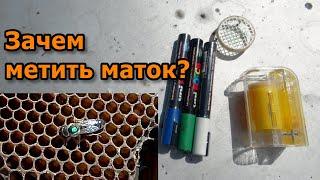 Как метить маток маркером. Быстрый способ.