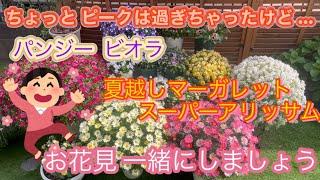 ちょっぴりピークは過ぎてしまいましたが、一緒にお花見しましょうパンジー・ビオラ・ネメシア・マーガレット・スーパーアリッサム・西洋オダマキ