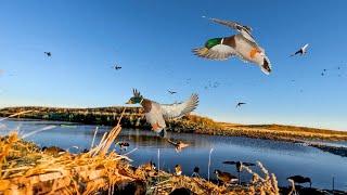 TINY FARM POND DUCK HUNT! (Limit, Clean and Cook)