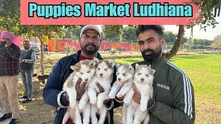 Puppy market in India at cheapest rates| Wholesale Dog market outside Ludhiana Dog show 2024