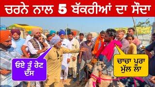 ਚਰਨੇ ਨਾਲ 5 ਬੱਕਰੀਆਂ ਦਾ ਸੌਦਾ  | Tungwali Bakra Mandi | Farm Punjab de  #goatfarming #farming #goats