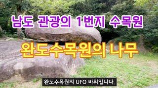 난대림 나무 4/4편 - 10월 완도수목원의 나무 25종류 해설