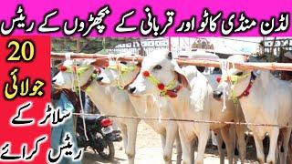 Luden Janwar Mandi Cholistani Sahiwal Dajili Dhani Brahman Bachre  || Global Village Farming