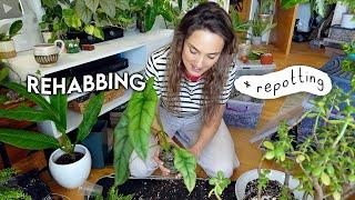 URGENT Plant Rehabbing  Repot With Me + Chat