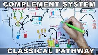 Complement System |  Classical Pathway