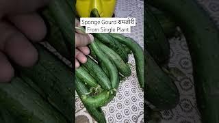 Organic Sponge Gourd From Single Plant #shorts