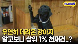 “이렇게 똑똑할 줄 몰랐죠” 식당 사장님이 알바생을 안 쓰는 이유 ㅋㅋㅋ I KBS 생생정보 111107 방송
