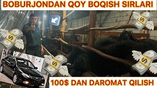 BOBURJONDAN QOY BOQISH SIRLARI BIR DONA QOYDAN 100$ DAROMAT QILISH USLUBI