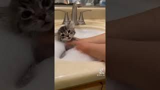 Giving my Foster Kittens a Flea Bath Pt.1