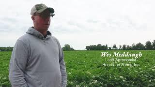 Heartland Farm: Calantha as a resistance management tool for Colorado potato beetle control