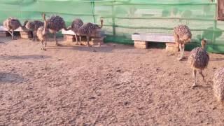 Ostrich Farming Pakistan