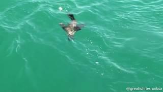 Great White Shark attacks Cape Fur Seal Pup