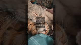 Whisker Wonders How Cats Measure Distances with EaseAs we go about our daily lives its...