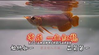 【樂魚愉人水族館 】 怎麼定義一條魚的好壞？ 帝居紅龍  歡迎來店欣賞～