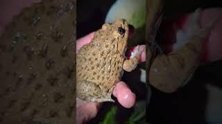 Boing Boing catching frogs so funny | catching prank frogs funny | tep longheng funny