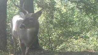 Trail Camera Videos