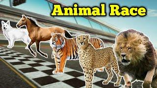 Lion vs Tiger vs Cheetah vs Horse vs Italian Shepherd | Animal Race|