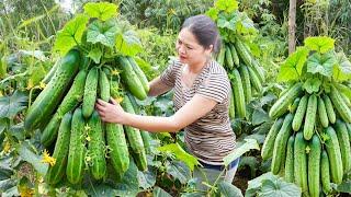 Harvesting Sweet Cucumber - Indian style cucumber and mouse salad recipe | Harvesting and Cooking