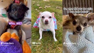 Top 10 Videos of 2024  Mija, Leon, and Brynlee