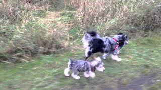 Sparky and Izzy Walking