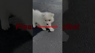 Cute puppy! Samoyed. Cun cung #cute #funny #dog