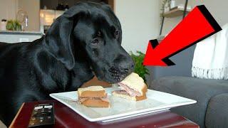 Labrador Tries The Good Boy Challenge!!