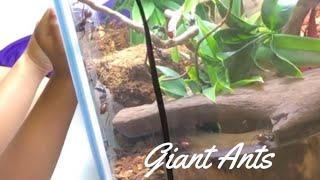 Jajuan At The Singapore Ants Museum