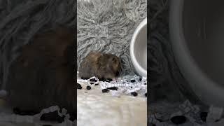 Model Hamster Baby | Black Tortoiseshell Keeper Cutie 