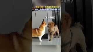 「隣の #子犬」は堂々と訪ねてきた。テディ犬：こんなに私の家に入ったの？