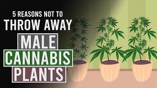 5 Reasons NOT to throw away your Male Cannabis Plants!