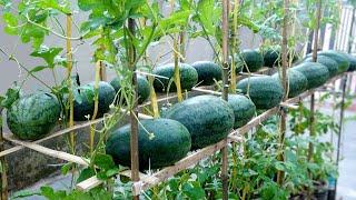 Der Anbau von Wassermelonen sorgt für Familie, kein Garten nötig, nur ein paar Plastikflaschen